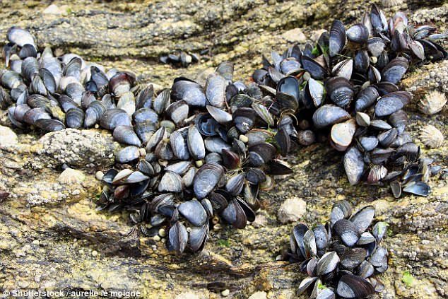 Click to enlarge Tiny bits of plastic are contaminating mussels from the European Arctic to China