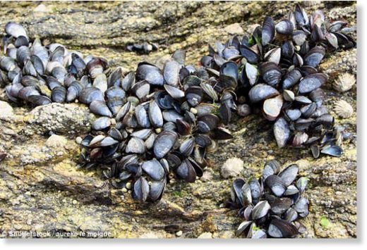 Tiny bits of plastic are contaminating mussels from the European Arctic to China