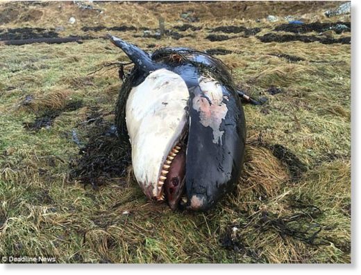 A killer whale calf is believed to have died in agony after being blown ashore by the ferocious 90mph gales of Storm Caroline