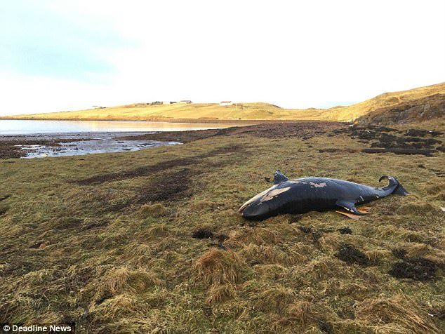 The whale is believed to have died of dehydration or was crushed by its own body weight after becoming stranded. It was found at least 25 metres from the shoreline