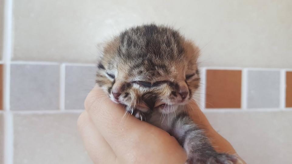 Click to enlarge Bettie Bee, the two-faced kitten, is eight days old in this picture.