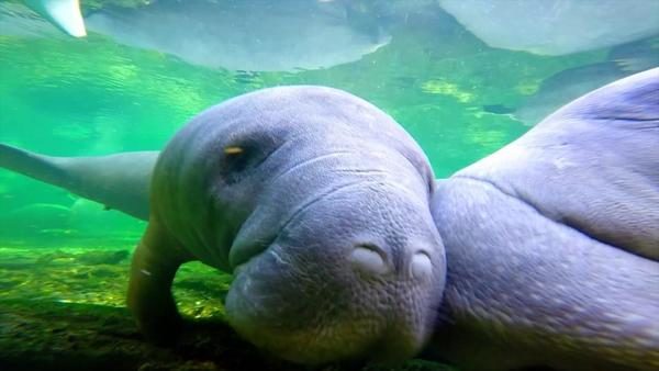 Click to enlarge Manatees endure another deadly year
