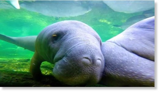 Manatees endure another deadly year