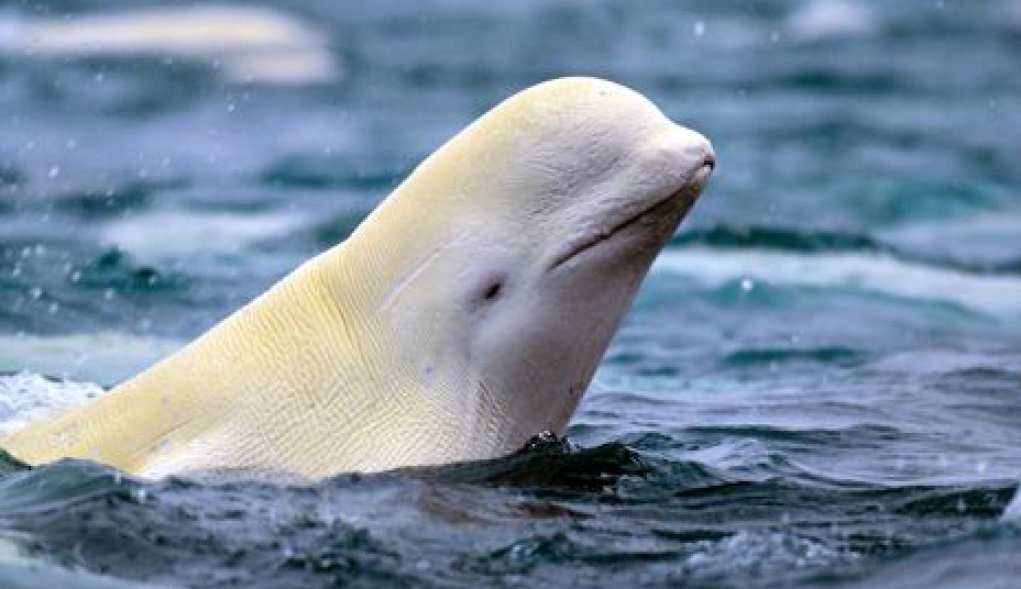 beluga whale