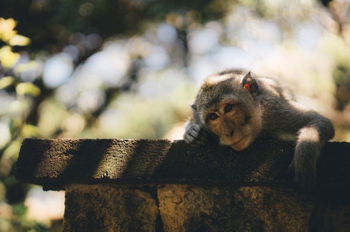 Monkey