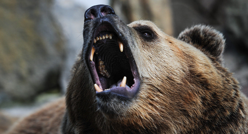 Bear