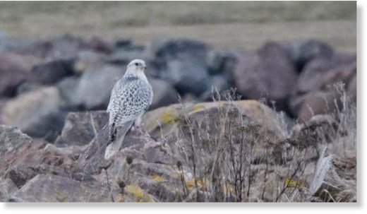 This gyrfalcon eats seagulls and duck.