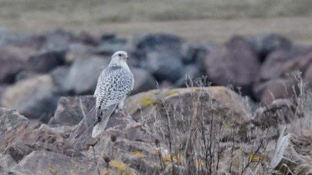 Click to enlarge This gyrfalcon eats seagulls and duck.