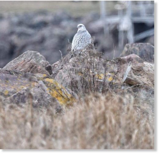 This rarely seen white morph gyrfalcon is the largest known falcon in the world.