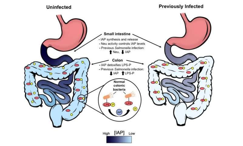 Click to enlarge recurrent bacterial infections trigger chronic disease