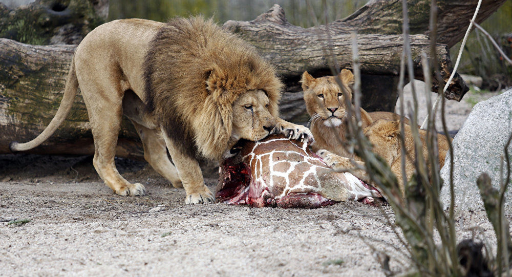 lions at Copenhagen zoo