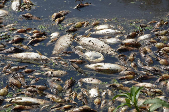 All of the fish were mullet. But their deaths reman a total mystery
