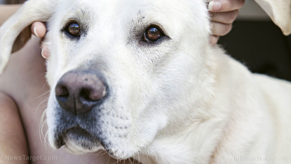 vegetarian diet shelter dogs