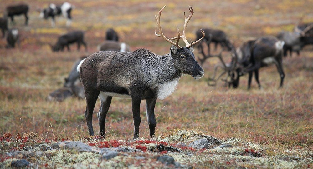 reindeer