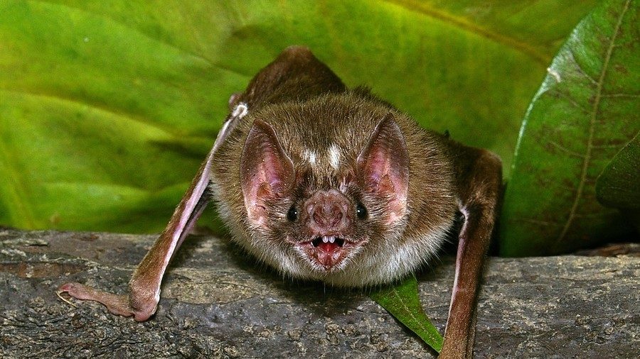 An image of a vampire bat.