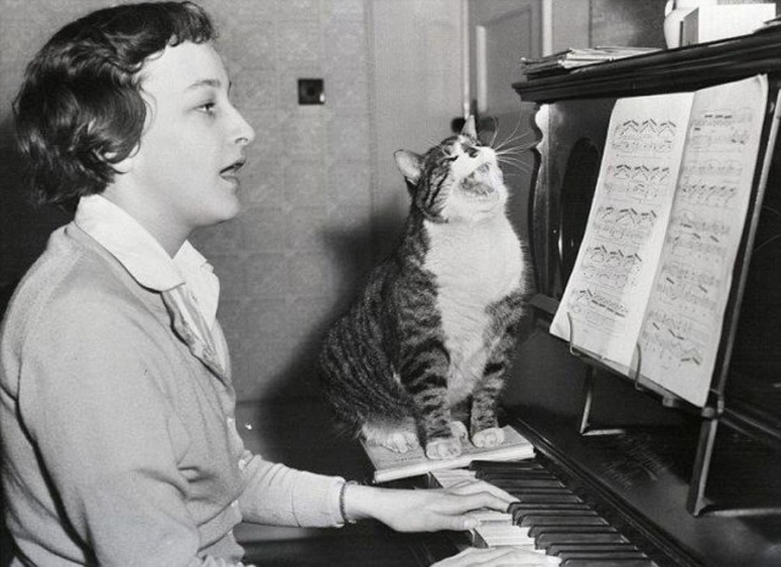 Click to enlarge Cat song