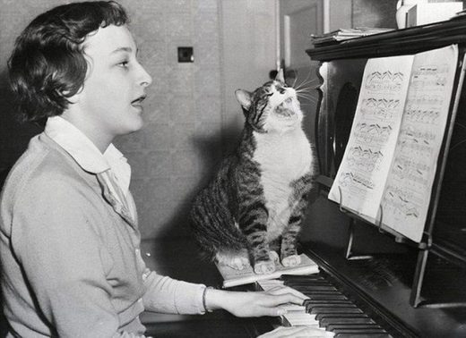 Click to enlarge Cat song