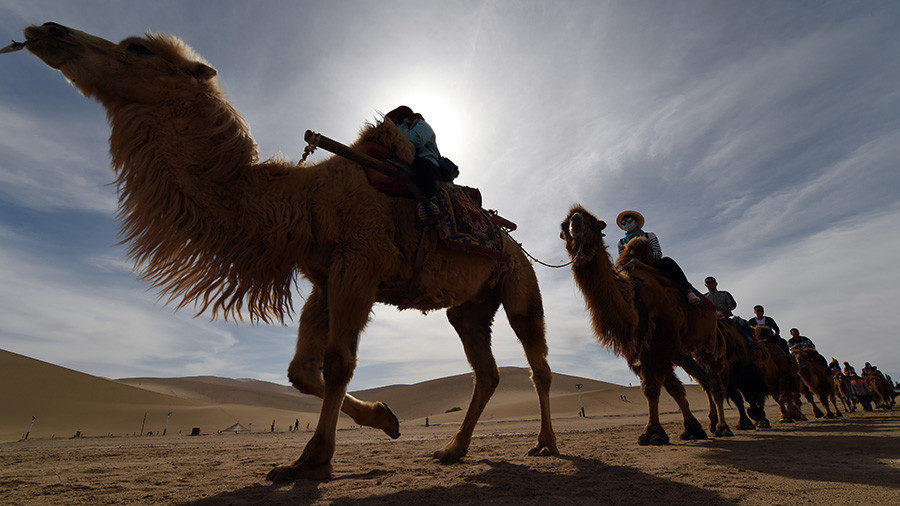 camels silk road