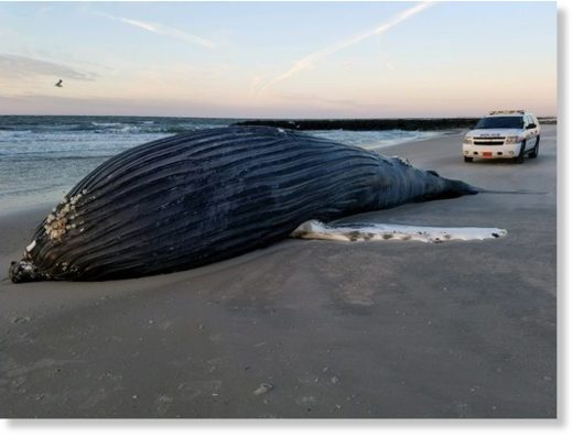 Click to enlarge A dead humpback whale washed ashore in Atlantic Beach, Long Island, was reported to police on Dec. 26, 2017.