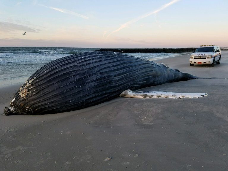 A dead humpback whale washed ashore in Atlantic Beach, Long Island, was reported to police on Dec. 26, 2017.