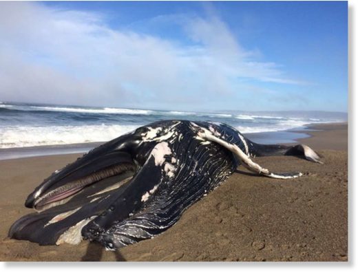 Click to enlarge A juvenile male humpback whale was stranded at North Beach in the Point Reyes National Seashore on Tuesday, Dec. 26.