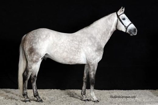 Gemini cloned horse