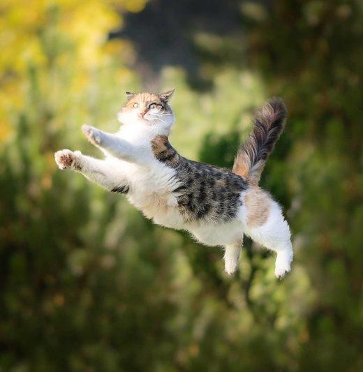 Click to enlarge Jumping cat
