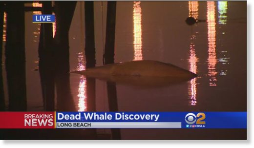 whale