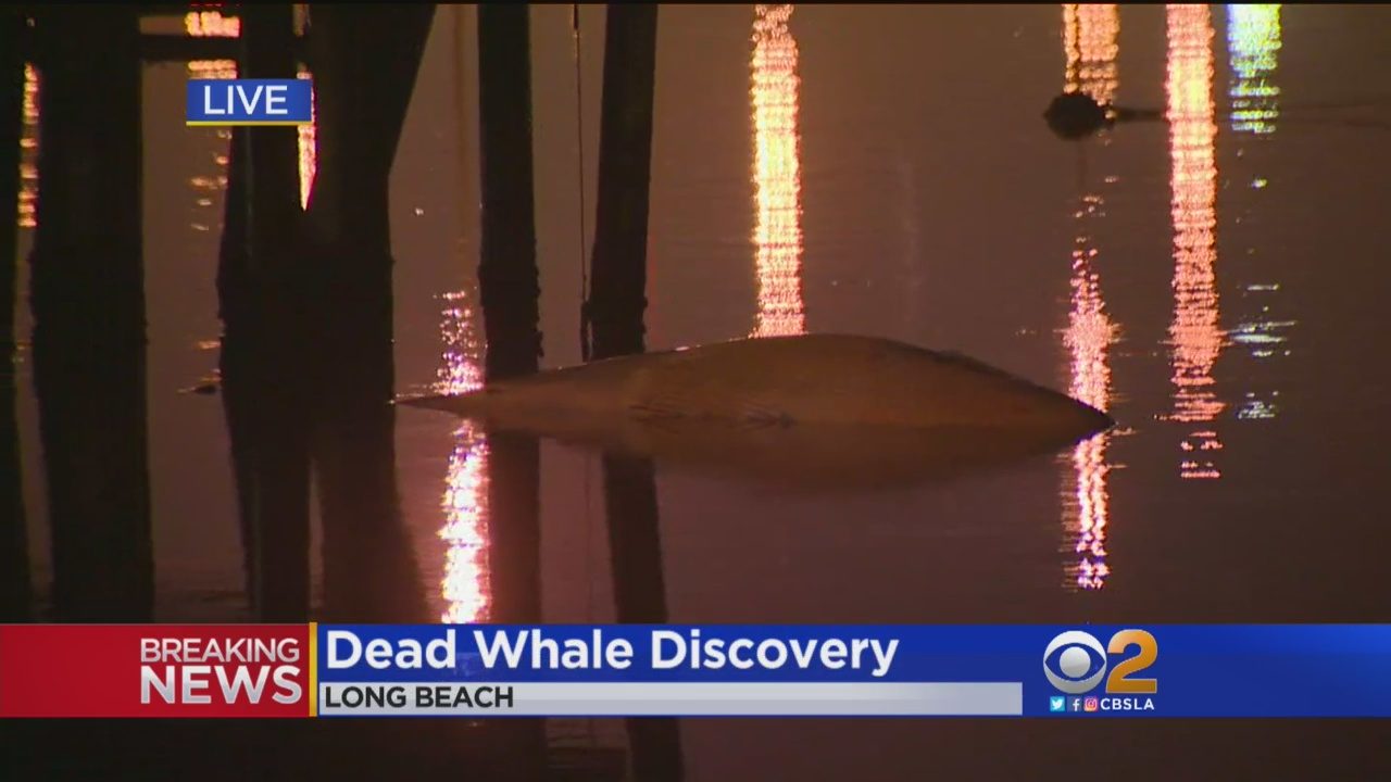 Click to enlarge whale