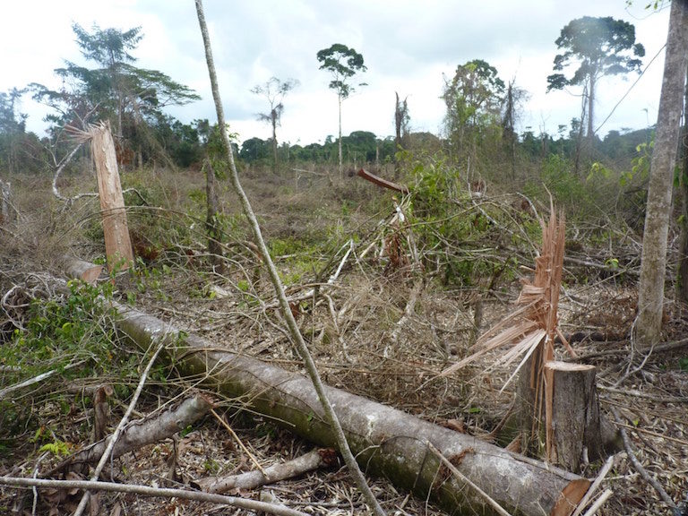 Click to enlarge Narcodeforestation in the Río Plátano Biosphere Reserve Honduran province of Olancho