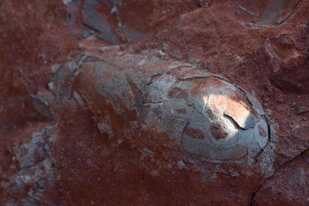 preserved dinosaur egg