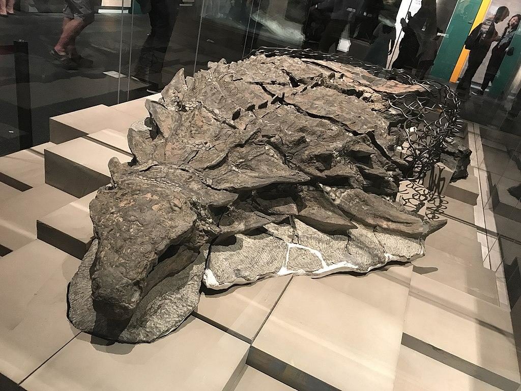 The fossil nodosaur Borealopelta.