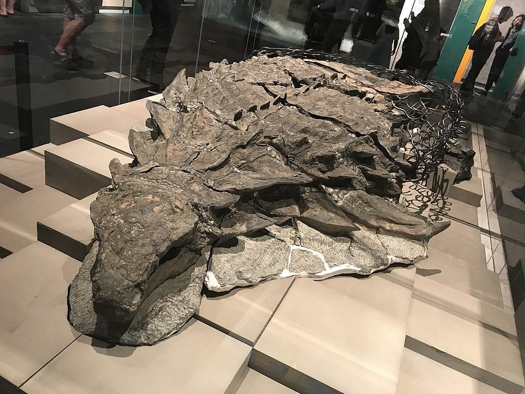 Click to enlarge The fossil nodosaur Borealopelta.