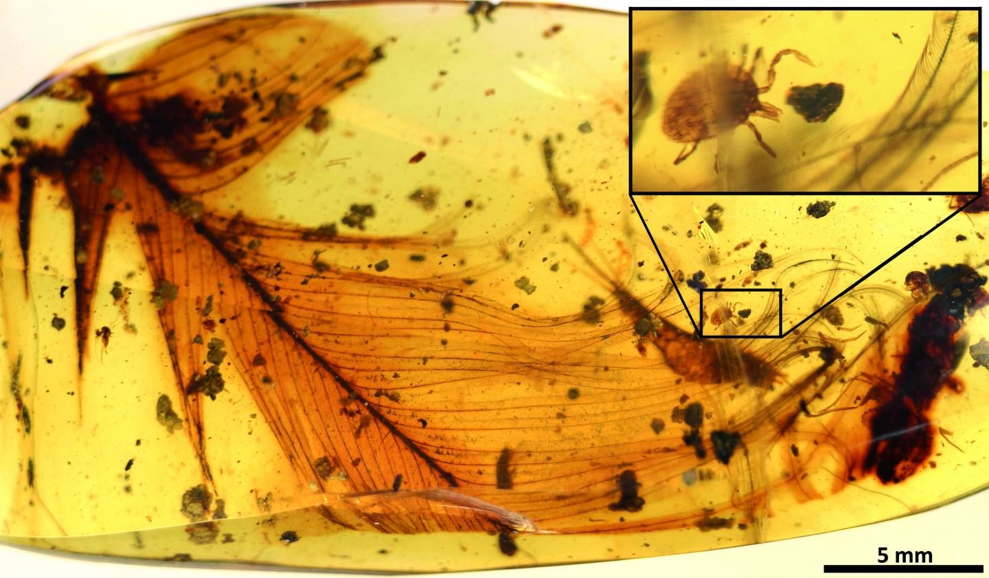 Click to enlarge Hard tick grasping a dinosaur feather preserved in 99 million-year-old Burmese amber. Modified from the open access article published in Nature Communications: 'Ticks parasitised feathered dinosaurs as revealed by Cretaceous amber assemblages.'