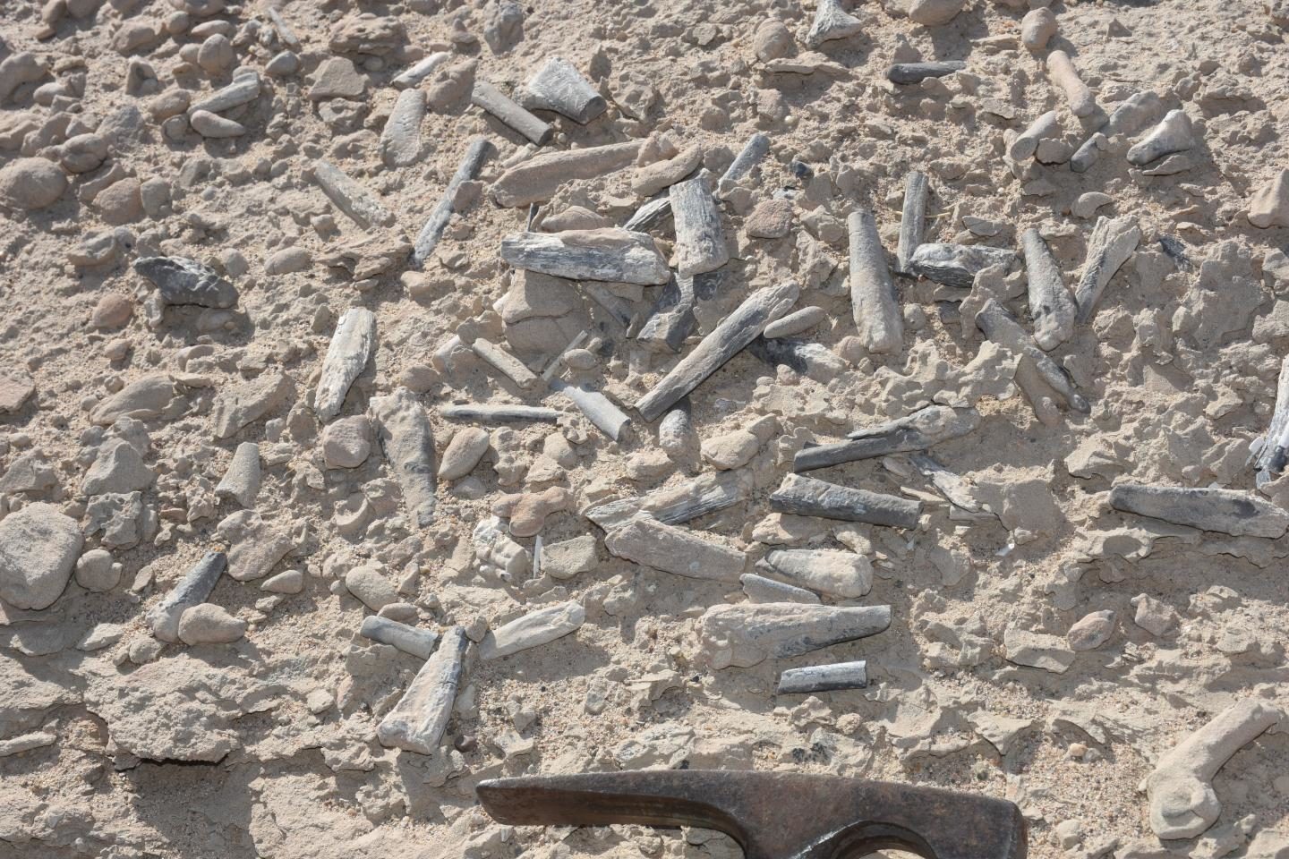 Hundreds of pterosaur bones on the surface, demonstrating the richness of these sites. Alexander Kellner (Museu Nacional/UFRJ)