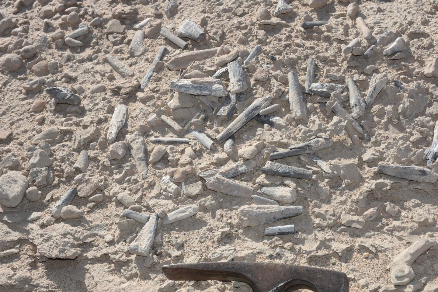 Click to enlarge Hundreds of pterosaur bones on the surface, demonstrating the richness of these sites. Alexander Kellner (Museu Nacional/UFRJ)