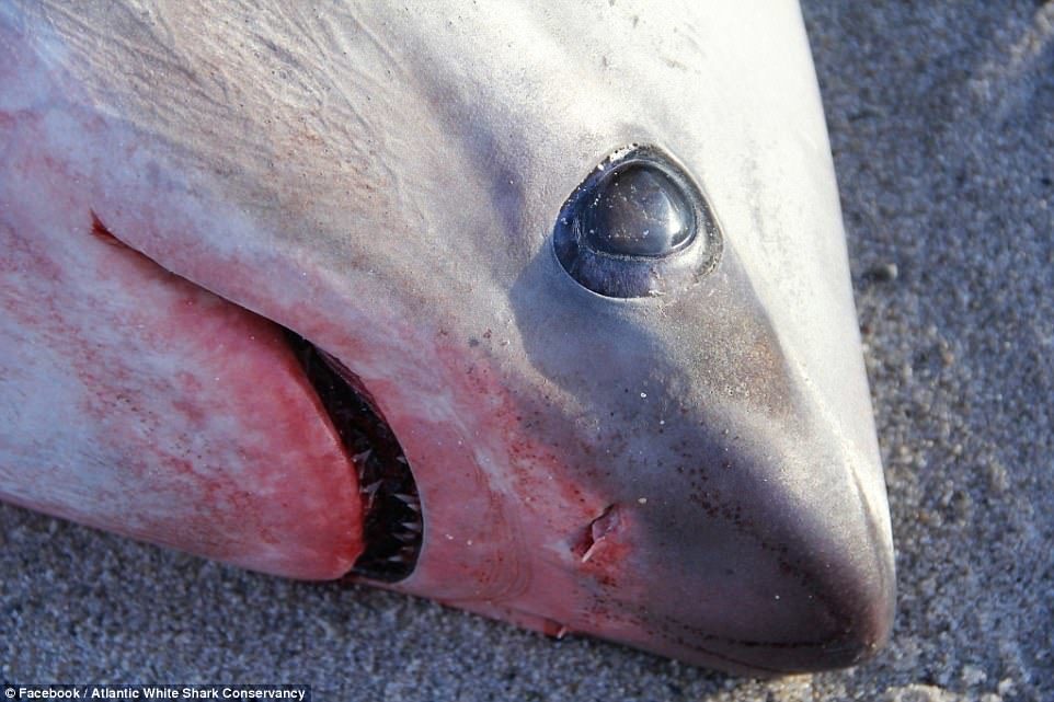 Two sharks were found dead Wednesday on beaches on Cape Cod, and experts say “cold shock” may have led to their stranding and death.