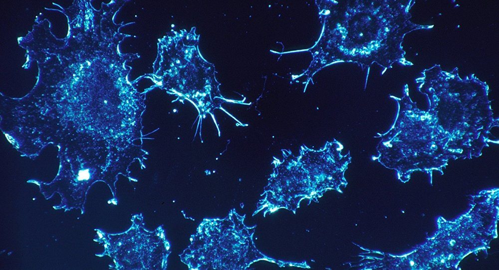 cancer cells