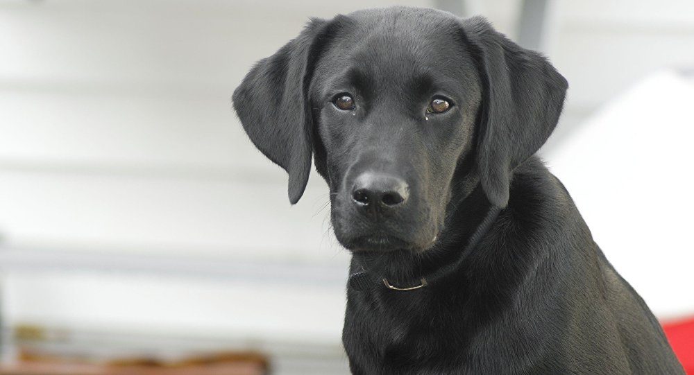 Labrador retriever or black lab