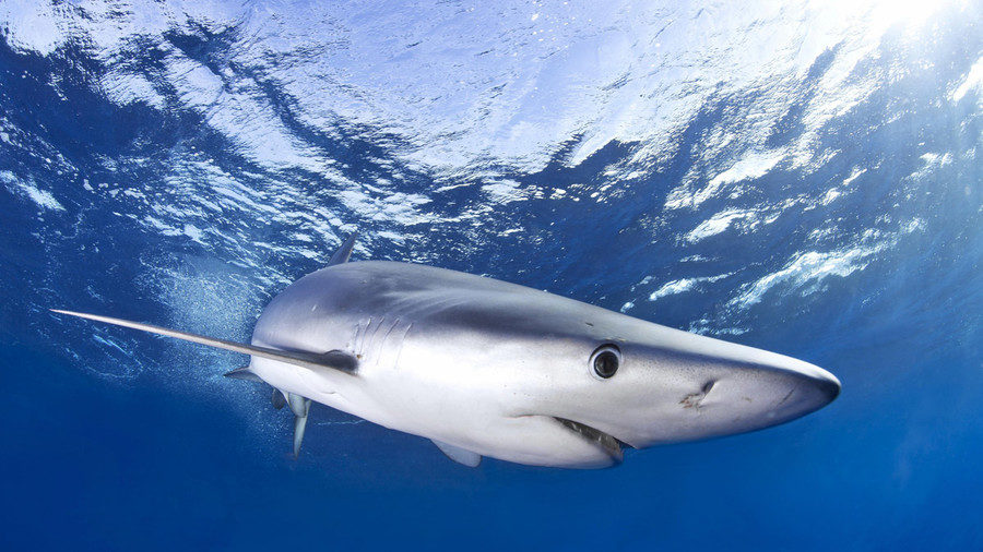 shark