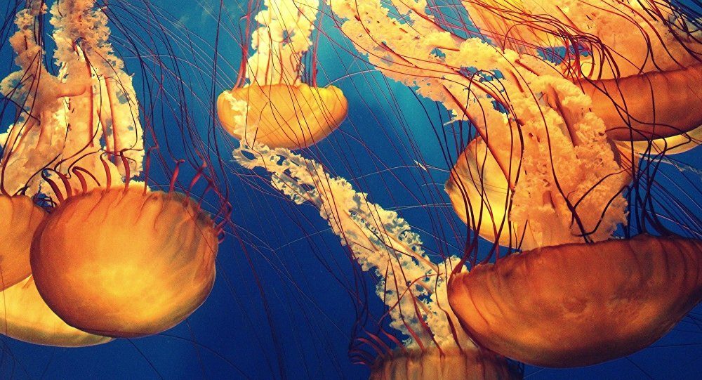 medusa jellyfish