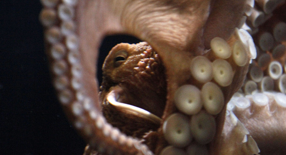 Octopus