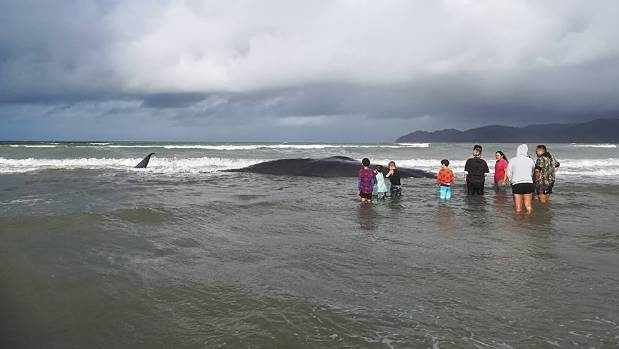 Click to enlarge The whale was likely old and had beached itself to die, according to the Department of Conservation.