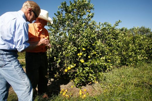 Click to enlarge Hurricane Irma hits orange crops