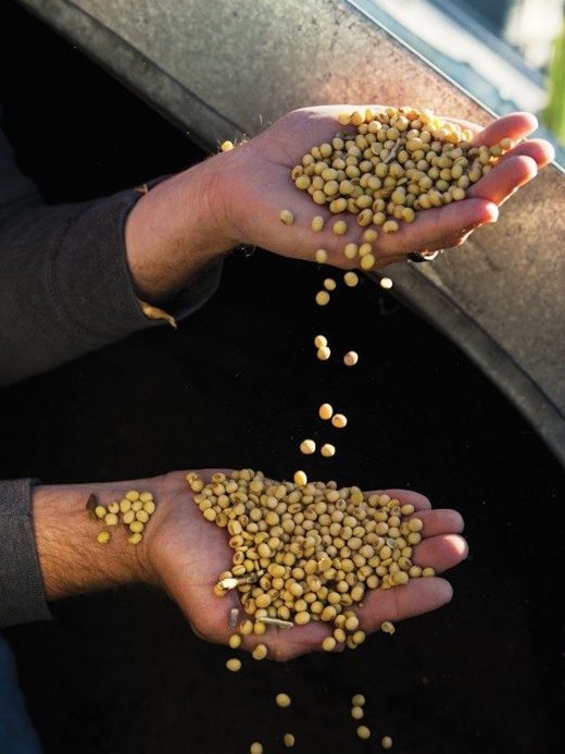 soybeans