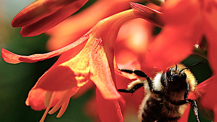 flower bee
