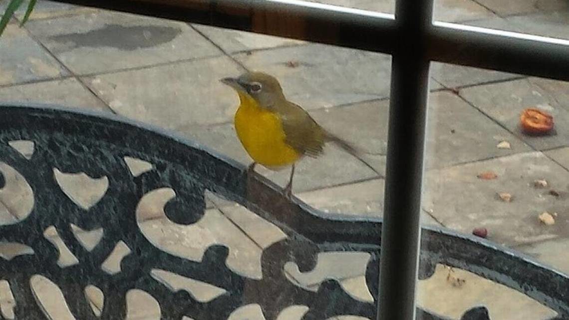 Click to enlarge In a rare occurrence for Charlotte, a yellow-breasted chat