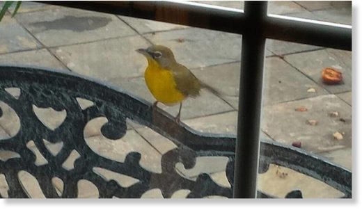 Click to enlarge In a rare occurrence for Charlotte, a yellow-breasted chat