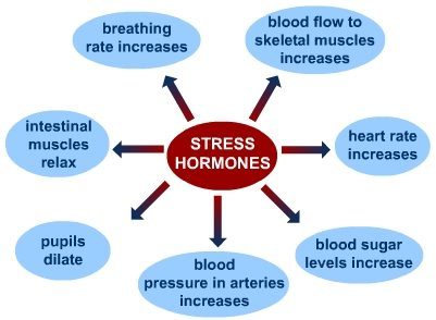 Click to enlarge stress response
