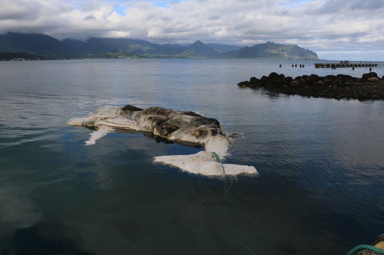Click to enlarge dead whale